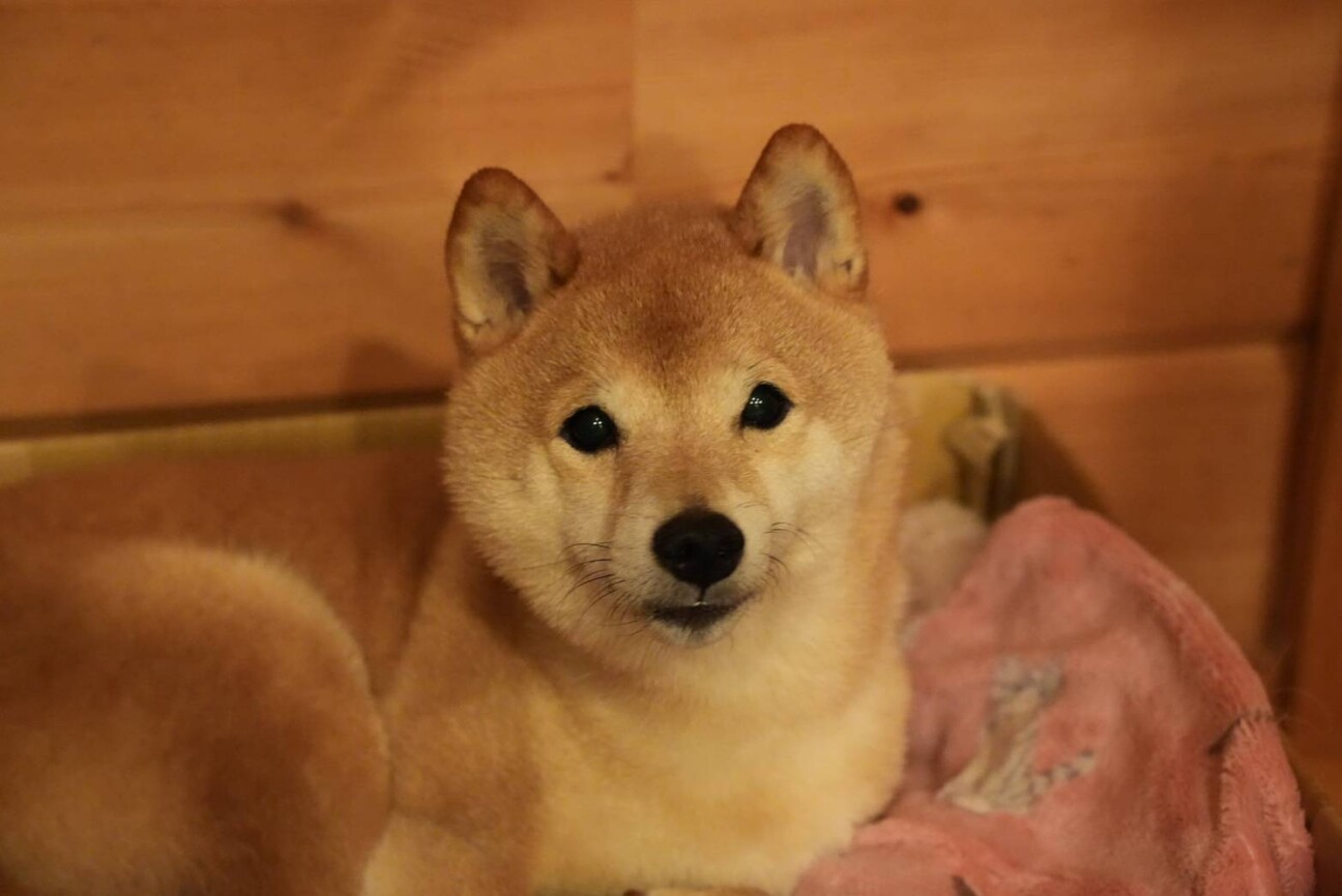 豆柴ぺぺの新しい家族を探」長野県 - 犬の里親募集(530692