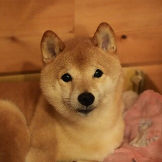 豆柴ぺぺの新しい家族を探しています