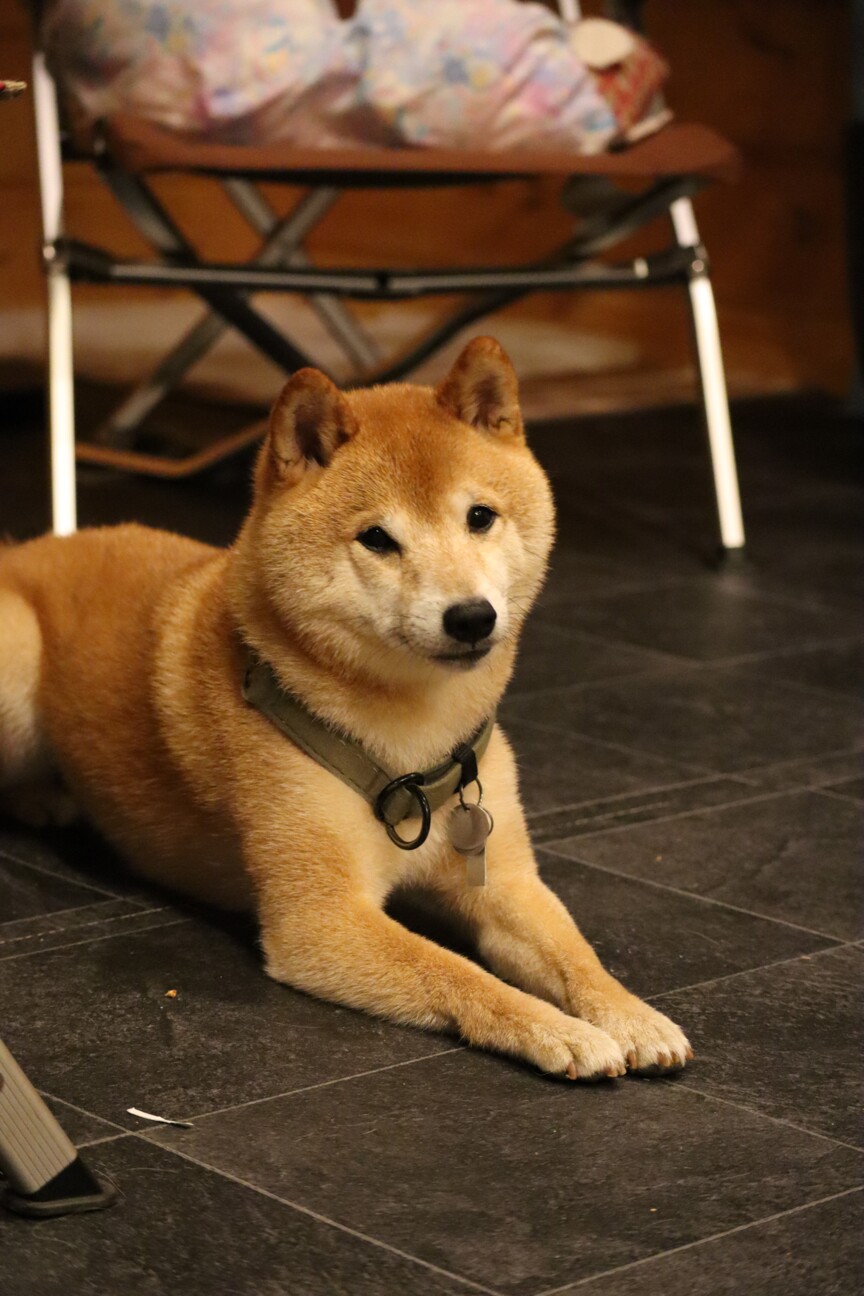 豆柴ぺぺの新しい家族を探」長野県 - 犬の里親募集(530692) 3枚目の