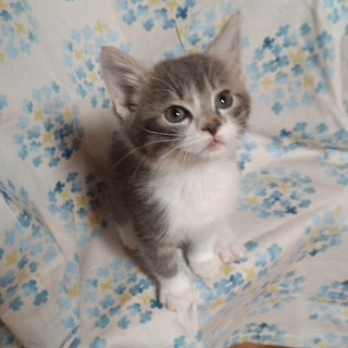 元気なグレー白将来イケメン間違いなし『タッチ』