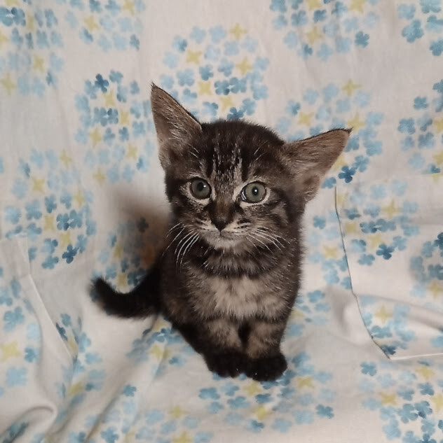 珍しい黒トラのお転婆な女の子『ライラ』 サムネイル2