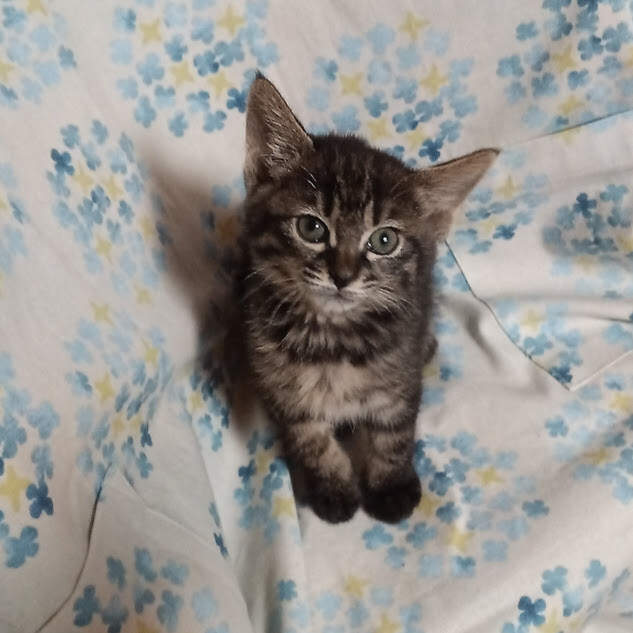 珍しい黒トラのお転婆な女の子『ライラ』 サムネイル3