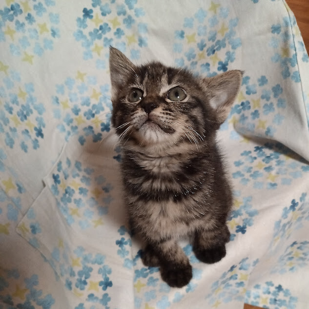 珍しい黒トラのお転婆な女の子『ライラ』 サムネイル4