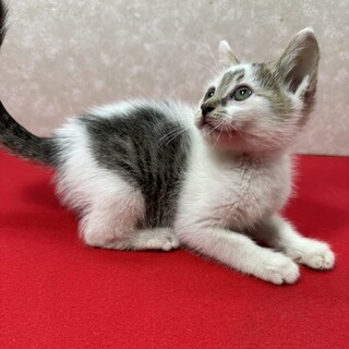 コロコロ三兄弟初参加！玄関開けたら私の❤のらり