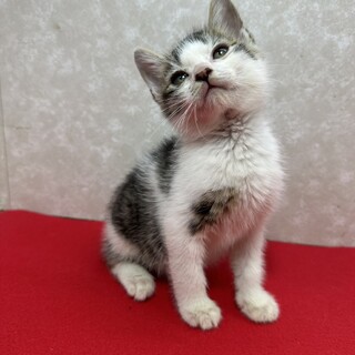 コロコロ三兄弟初参加！玄関開けたら私の❤くらり