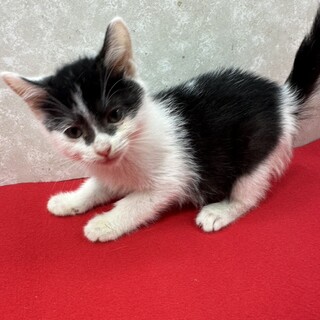 コロコロ三兄弟初参加！玄関開けたら私の❤ひらり