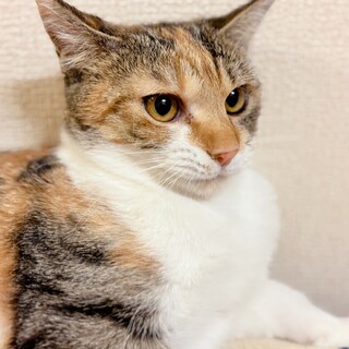 【3/1東日本橋】可愛い三毛♥️ソルベちゃん