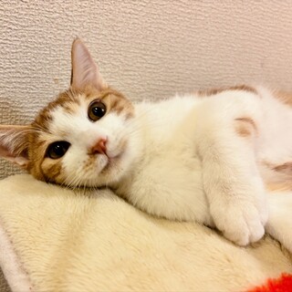 【3/29東日本橋】元気いっぱい♥️かりっぽくん