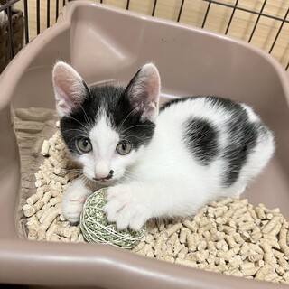 子猫のあたらしい家族を探しています(๑˃̵ᴗ˂̵)