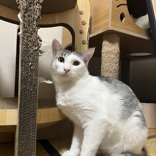 ぬいぐるみのようなトムくん　1歳