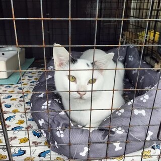 幼さが残る顔つきの白玉くん