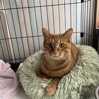 甘えます♬マイケルくん 3歳