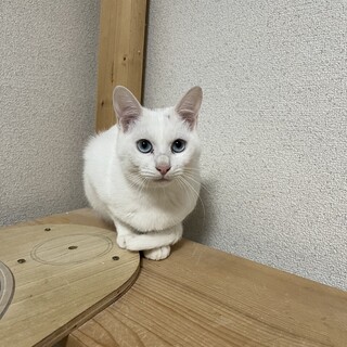 ブルーアイのアイスちゃん　5ヶ月