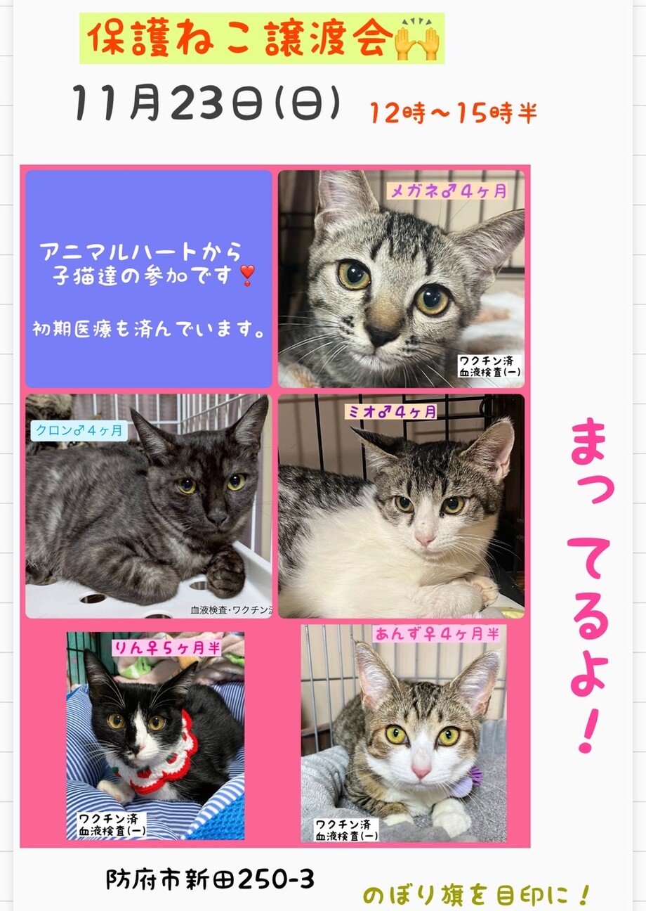 里親決定★優しいお顔のメガネ君 サムネイル6