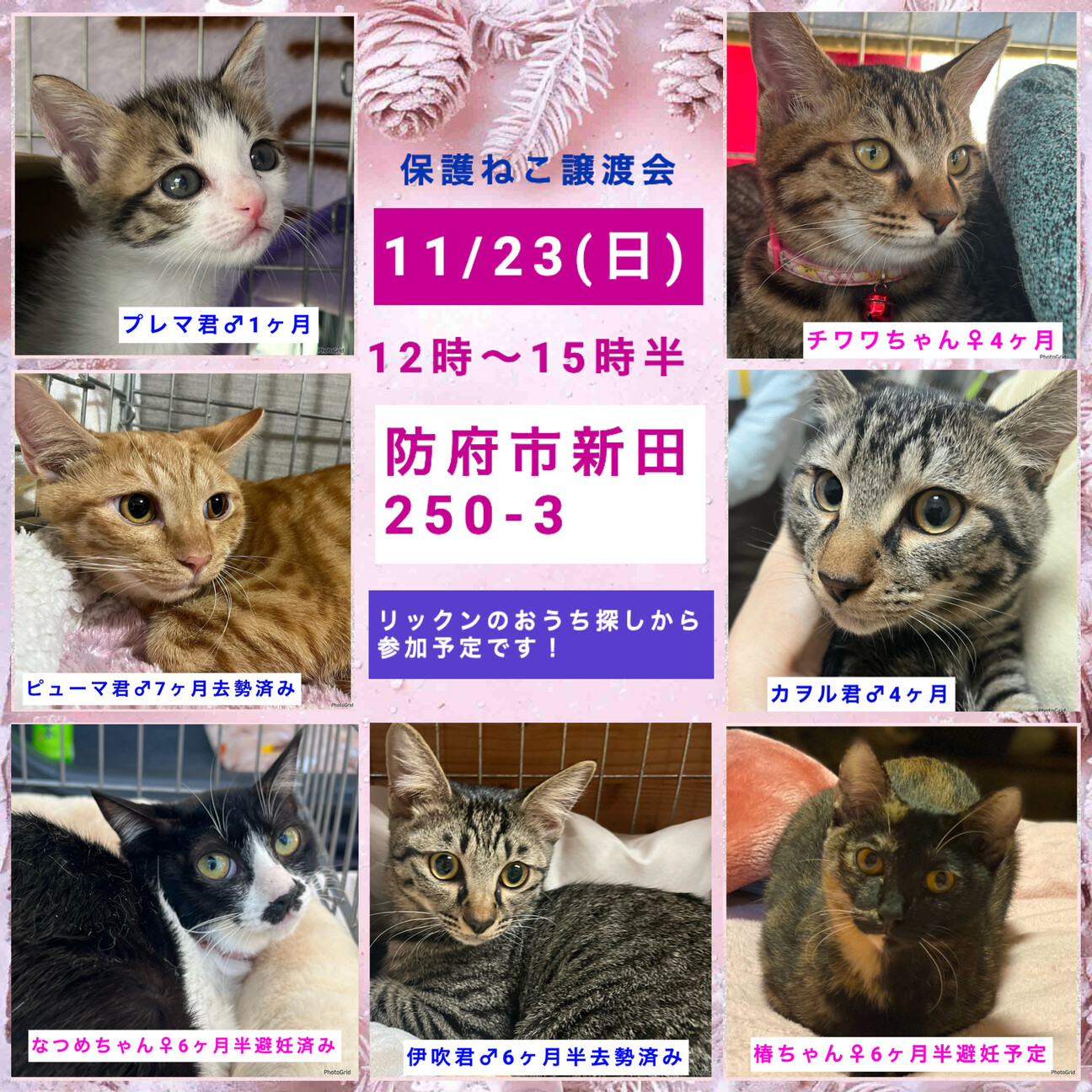 里親決定★優しいお顔のメガネ君 サムネイル7