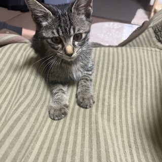 キジトラ2ヶ月男の子