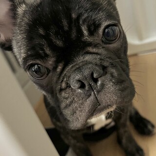 フレブル★ブリンドル里親募集