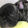 フレブル★ブリンドル里親募集 サムネイル5