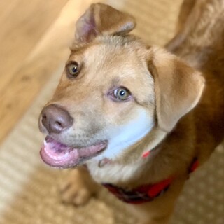 【中•大型子犬】甘えん坊のヤンチャな男の子