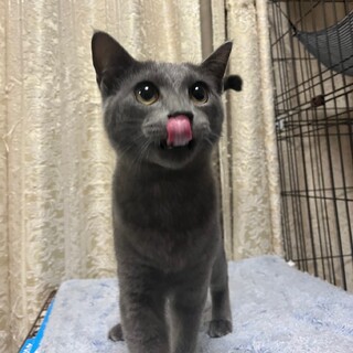 グレーの毛並みがカッコいい　伊佐次郎♂