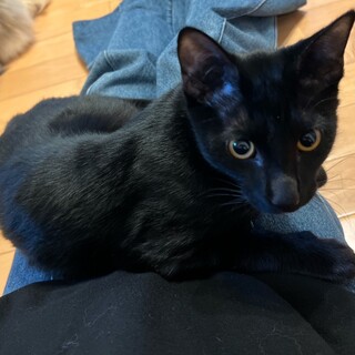 キリッとフェイスの黒猫ボーイ　蒼次郎♂