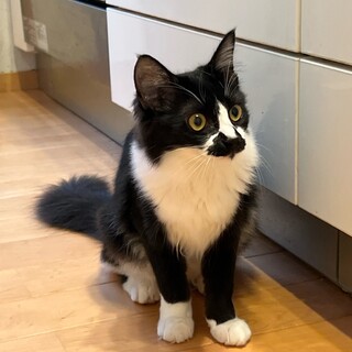 半長毛の白黒女子　のん♀