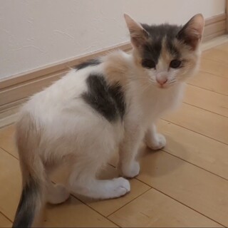 猫風邪の後遺症で全盲