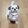 シニアシーズー(13) あさひくん(仮) サムネイル7