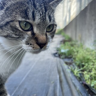 コンビニに居着いてしまった野良ちゃん
