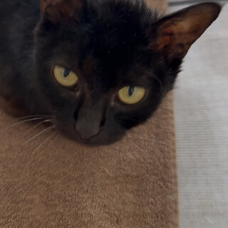 スリスリ黒猫ちゃん里親さん募集中