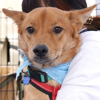 犬が大好き！「朔（サク）くん」♂