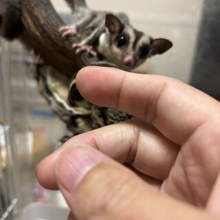 フクロモモンガ　ノーマル