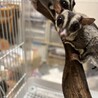 フクロモモンガ　ノーマル サムネイル2
