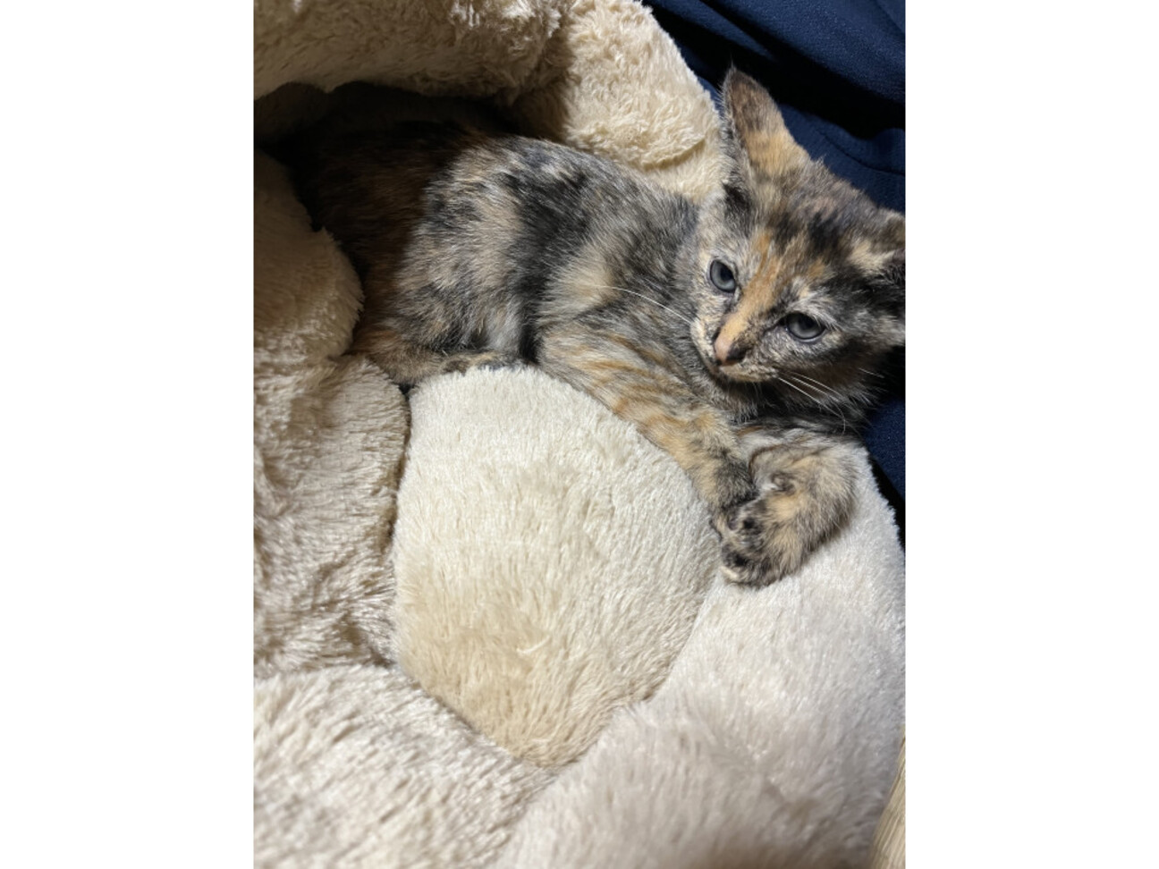 きれいなサビ柄の甘えん坊 サムネイル1