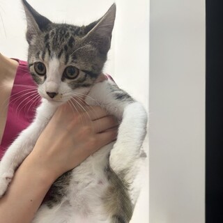 人懐っこいイケメンバロン（11/24譲渡会）