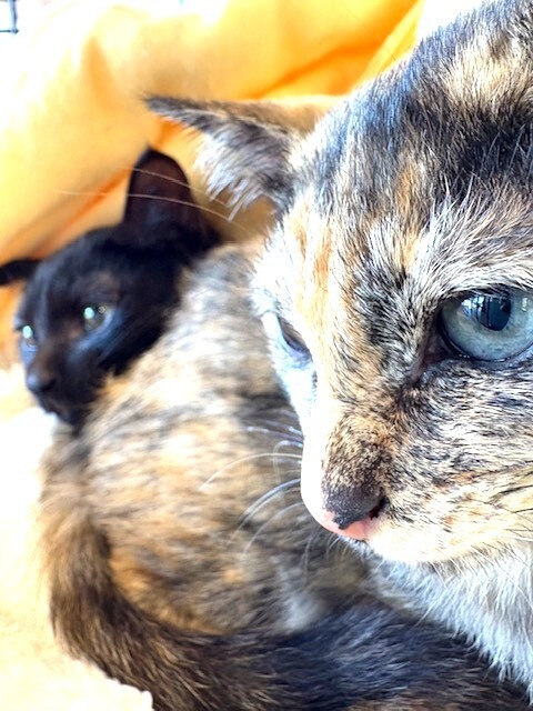 きれいなサビ柄の甘えん坊 サムネイル2