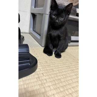 かしこい黒猫クロちゃん