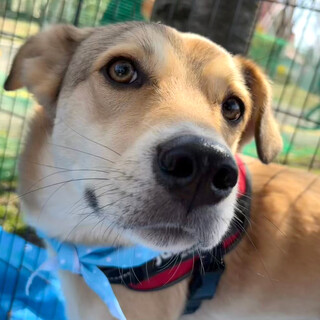 天真爛漫でイケメン「かステラくん」♂