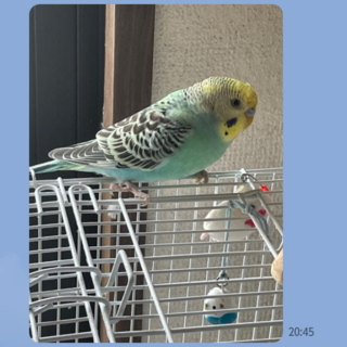 生後7カ月の兄弟です