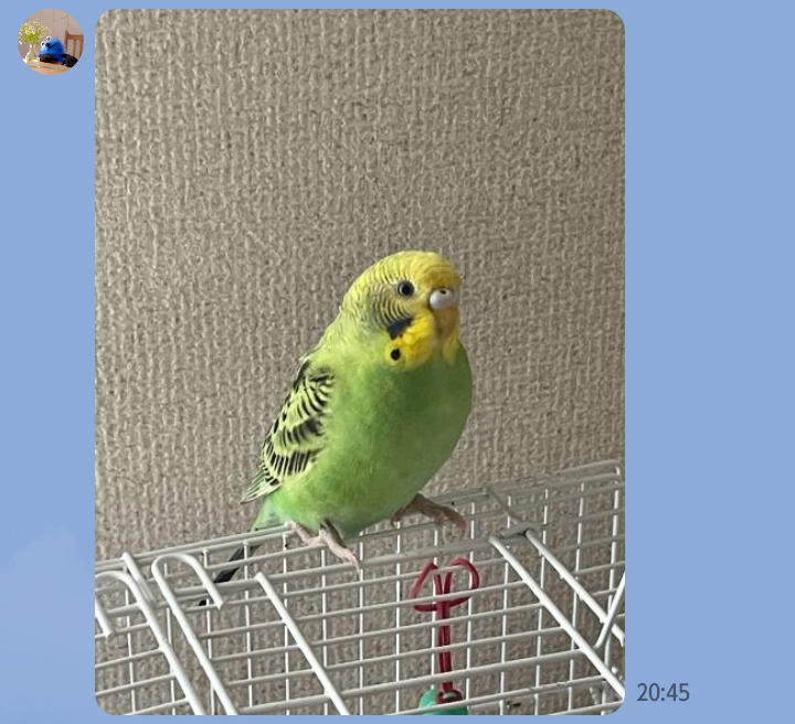 生後7カ月の兄弟です サムネイル2