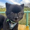 やきもちやきの中身はヤングのわさびちゃん♡ サムネイル5