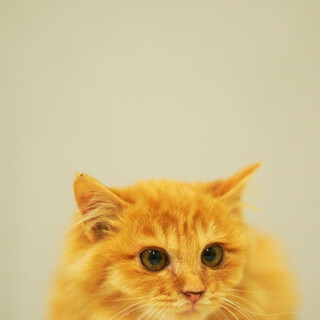 長毛・茶トラ可愛いです男の子♡