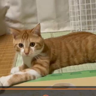 可愛い茶白仔猫のとらちゃん