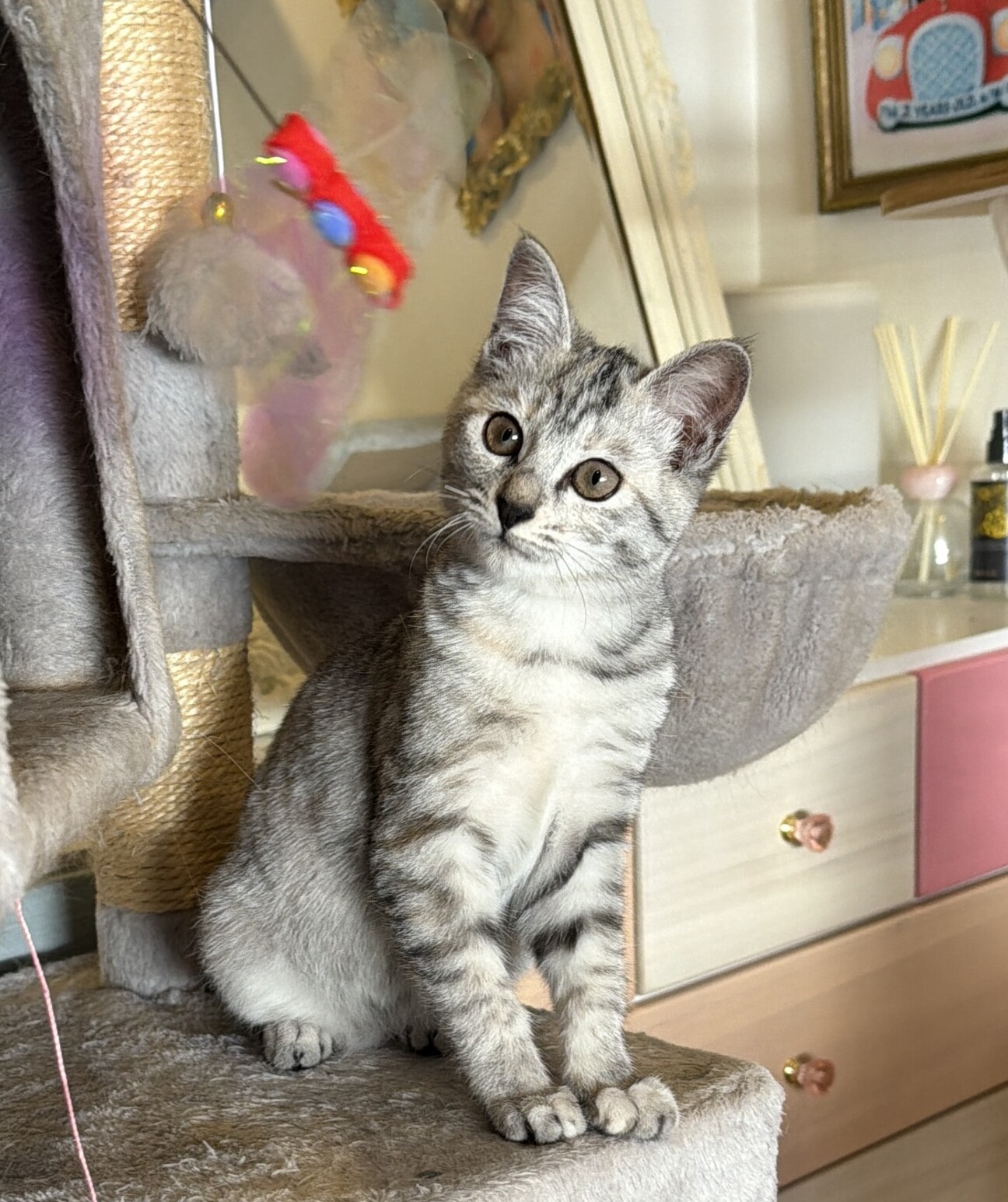 綺麗なシルバータビーのサ」東京都 - 猫の里親募集(530598