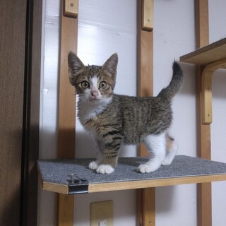 キジ白仔猫のはなちゃん