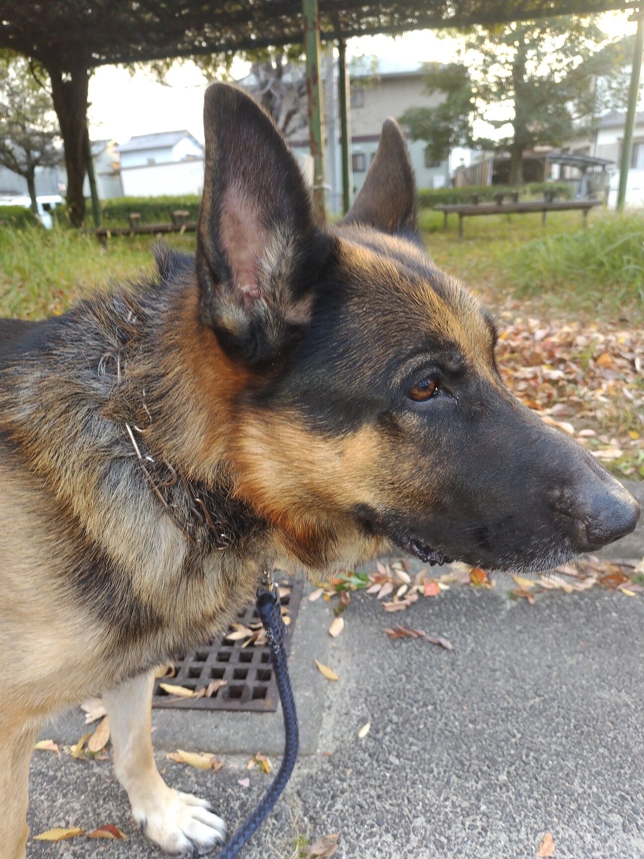 ボール遊びがすきな素直な子 サムネイル1