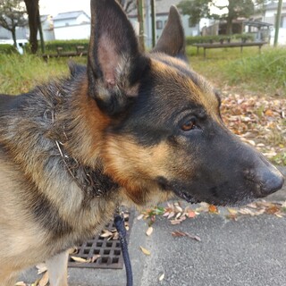 ボール遊びがすきな素直な子