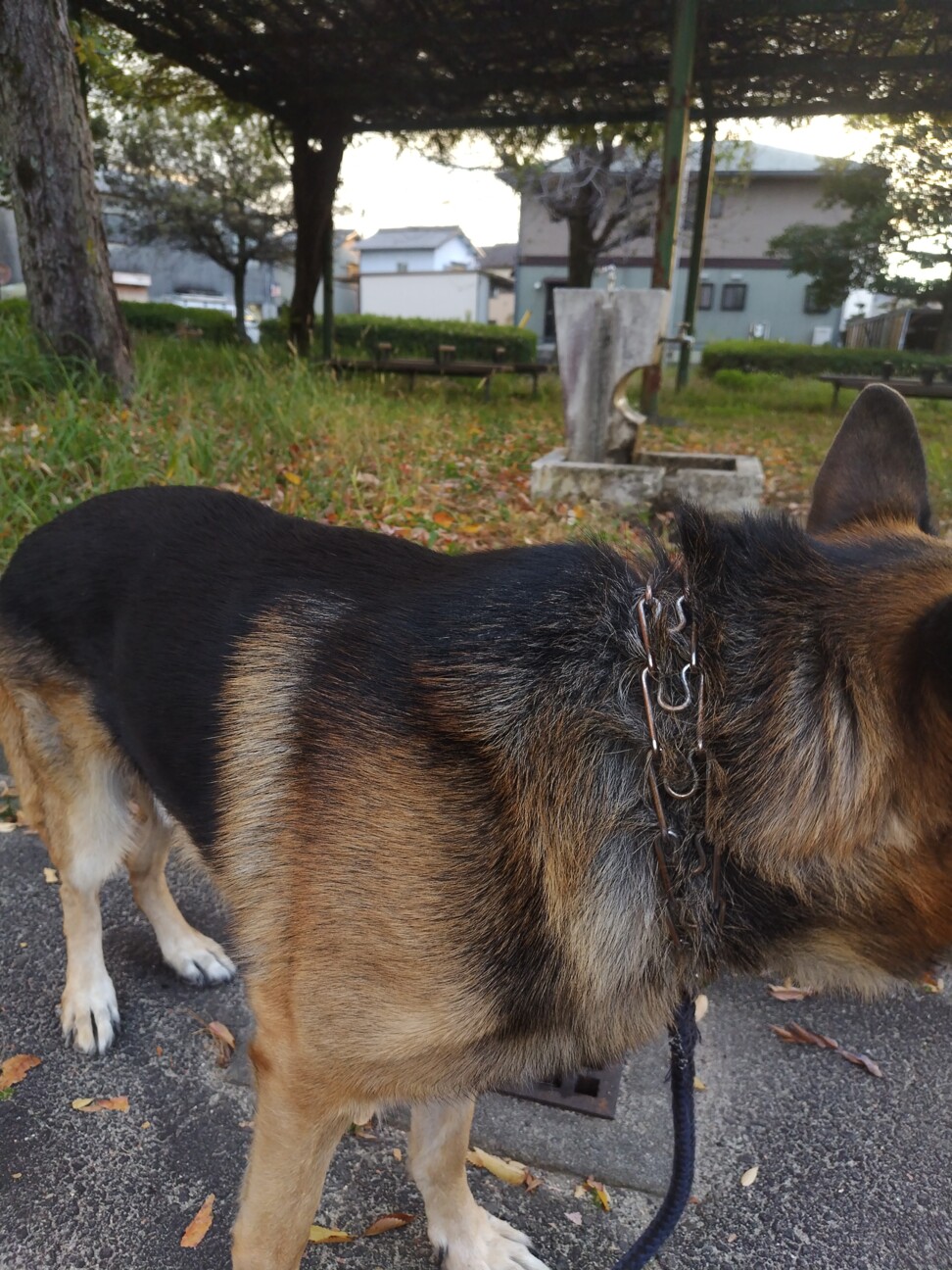 ボール遊びがすきな素直な子 サムネイル3