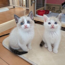 in江南市☆子猫もいます！2025年11月23日（日）ちーむにゃいんず