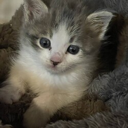 in江南市☆子猫もいます！2025年11月23日（日）ちーむにゃいんず サムネイル2